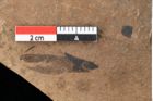 Foto (Detailansicht) von Pinus palaeostrobus Ettingshausen (NHMW-GEO-2024-0188-0203)